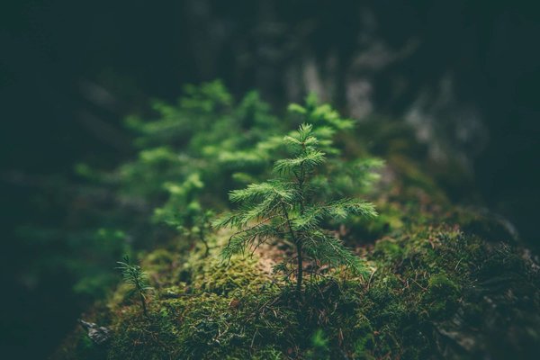 Quelles sont les meilleures pratiques pour les entreprises de technologie propice à développer des partenariats stratégiques avec des ONG environnementales ?